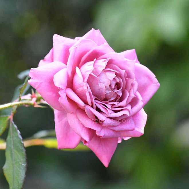 バラ エイミー ヴァンダービルト|花の手帖の薔薇図鑑