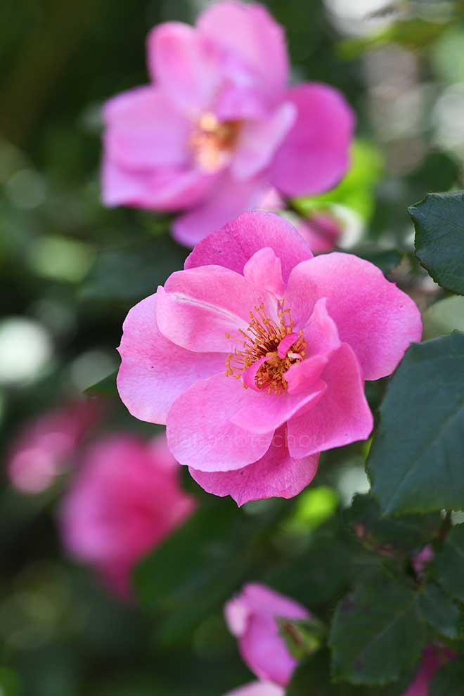 バラ エイプリルムーンクレスト|花の手帖の薔薇図鑑