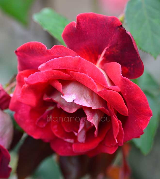 バラ バヤツォ|花の手帖の薔薇図鑑