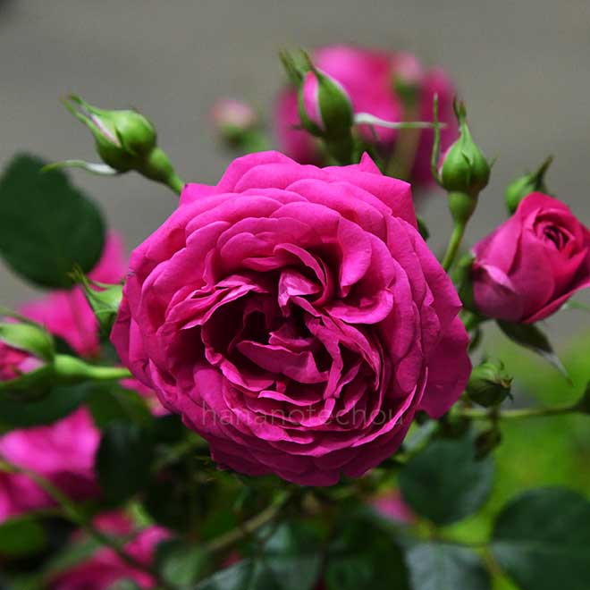 バラ 紅かさね｜花の手帖の薔薇図鑑