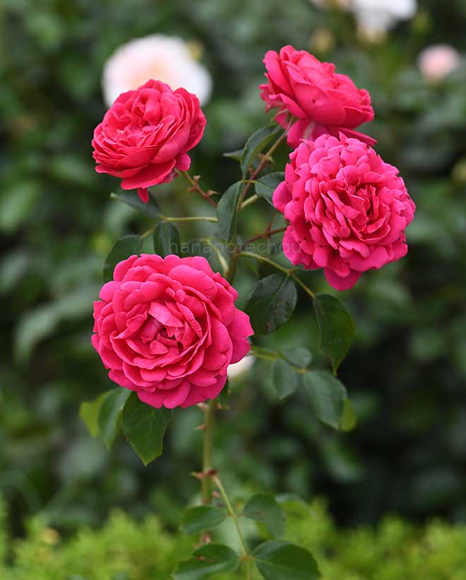 バラ 紅かさね｜花の手帖の薔薇図鑑