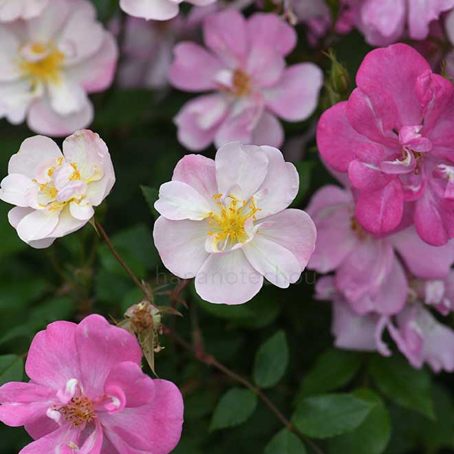 バラ バミューダ キャスリーン｜花の手帖の薔薇図鑑