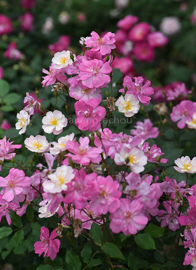 バラ バミューダ キャスリーン｜花の手帖の薔薇図鑑