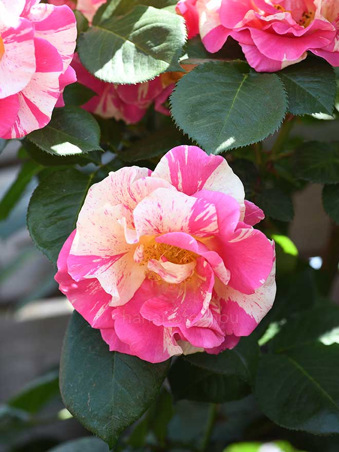 バラ キャンディランド｜花の手帖の薔薇図鑑