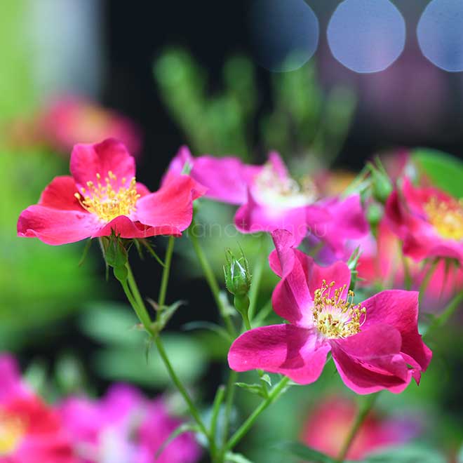 バラ カネット｜花の手帖の薔薇図鑑