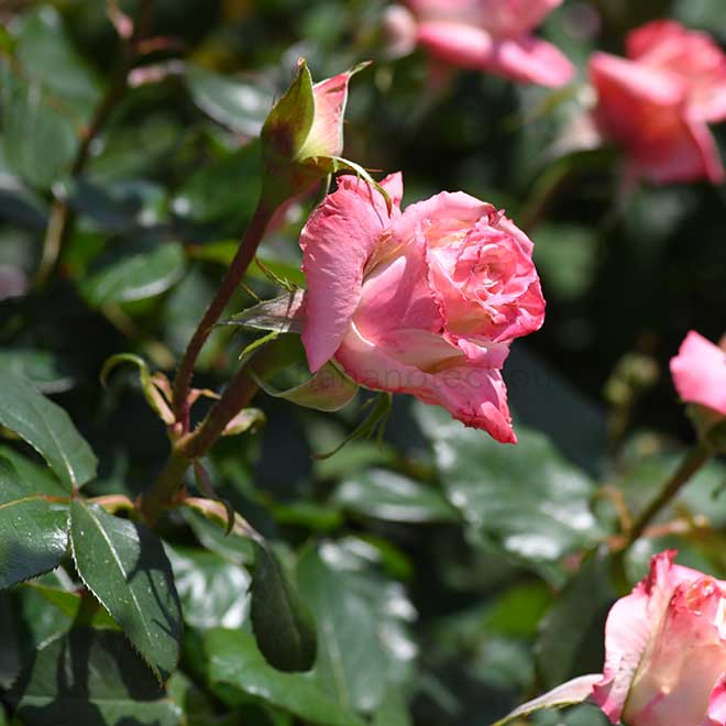 バラ カノープス|花の手帖の薔薇図鑑