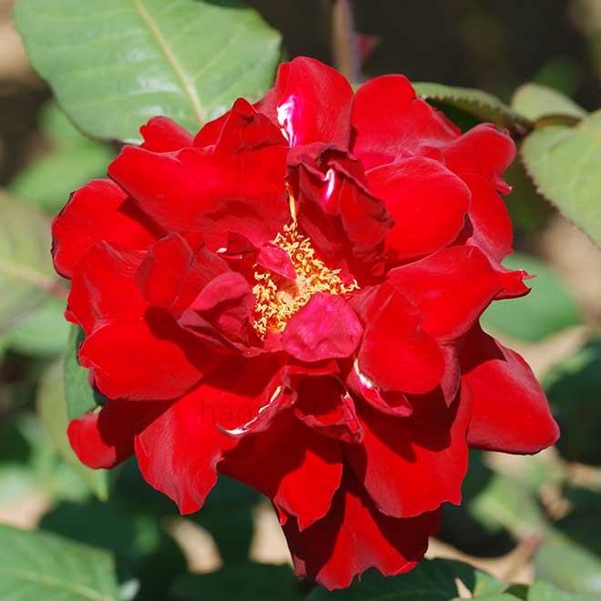 バラ クリストファー ストーン｜花の手帖の薔薇図鑑