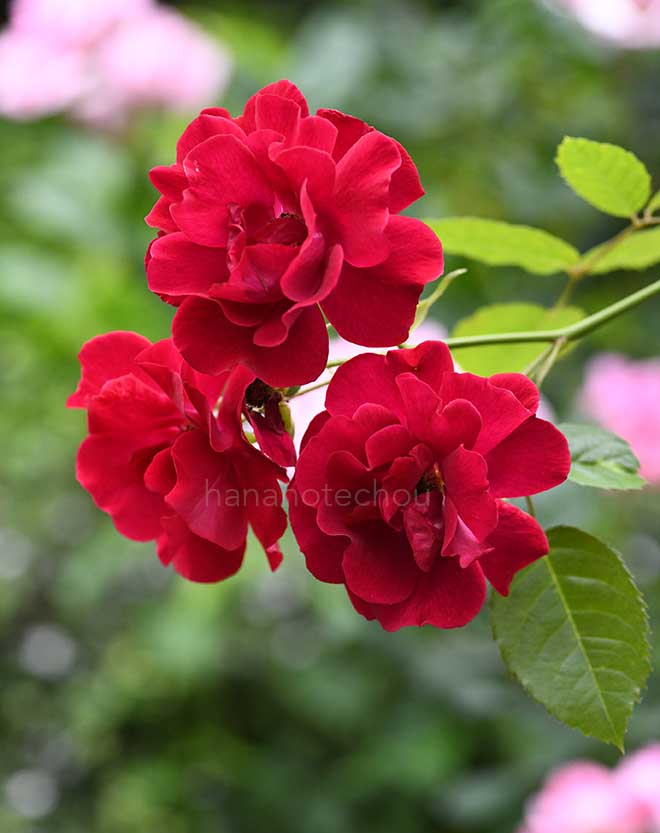 バラ つる クリストファー ストーン|花の手帖の薔薇図鑑