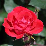 バラ ダブルノックアウト｜花の手帖の薔薇図鑑