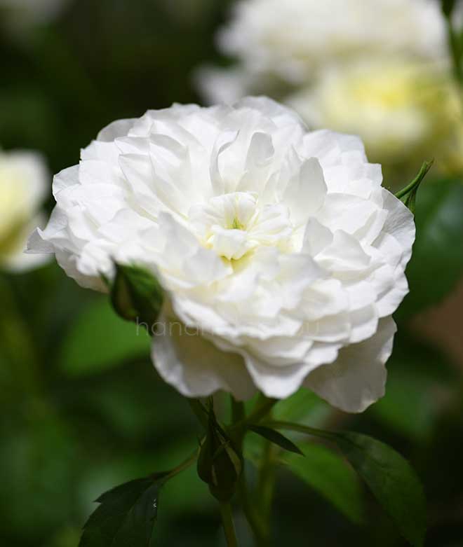 バラ エトワール ブラン|花の手帖の薔薇図鑑