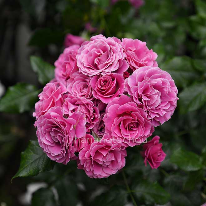 バラ フレンチ カンカン|花の手帖の薔薇図鑑