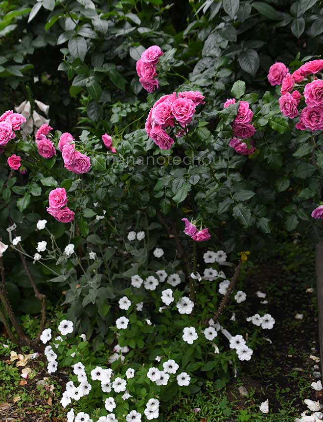 バラ フレンチ カンカン|花の手帖の薔薇図鑑