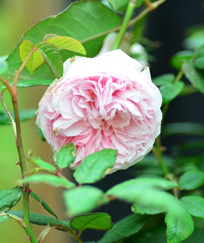 バラ ガルテントラウム｜花の手帖の薔薇図鑑
