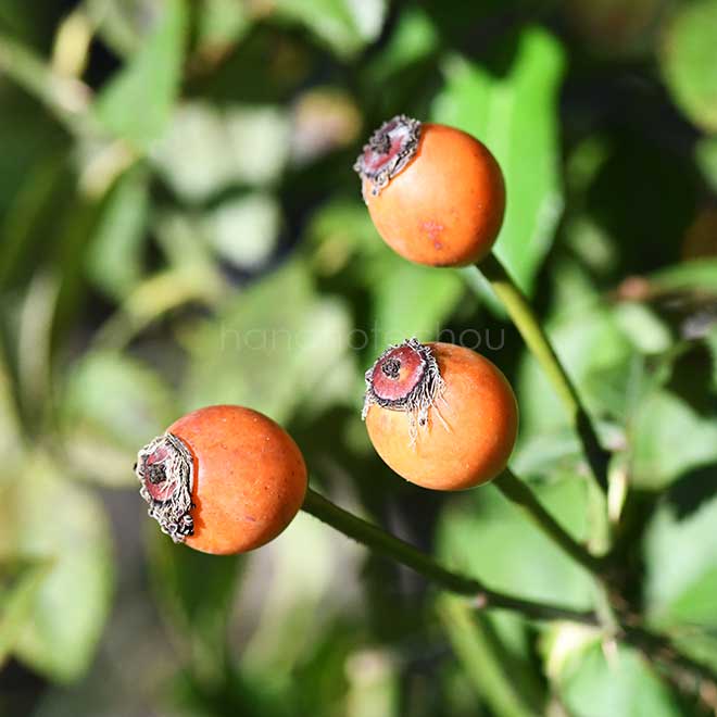 バラ ヘーベス リップ｜花の手帖の薔薇図鑑