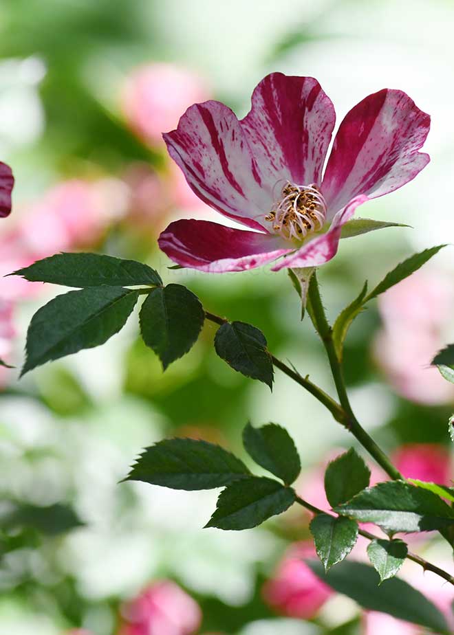 バラ 風花火|花の手帖の薔薇図鑑