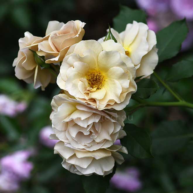 バラ ラブロッシュ|花の手帖の薔薇図鑑