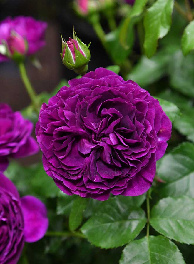 バラ ルタンデスリーズ|花の手帖の薔薇図鑑