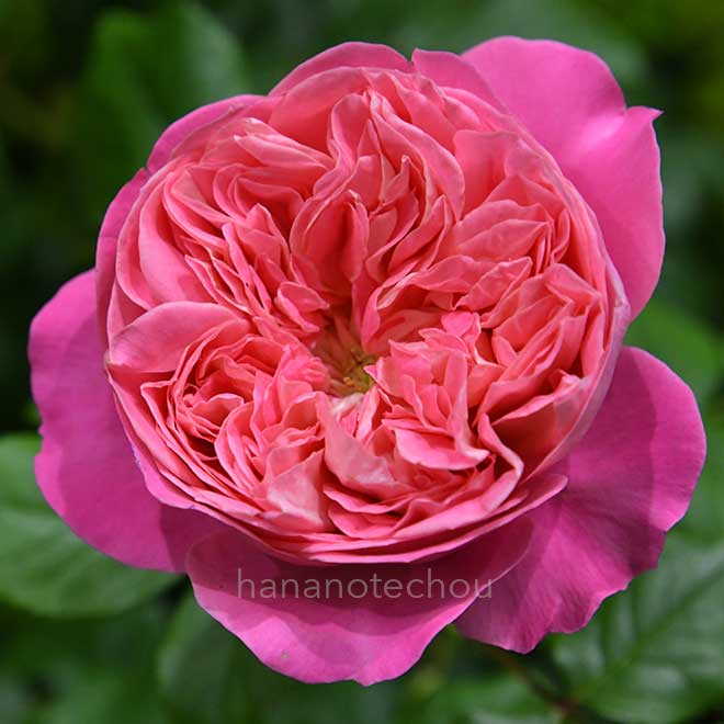 バラ ライオンハート｜花の手帖の薔薇図鑑