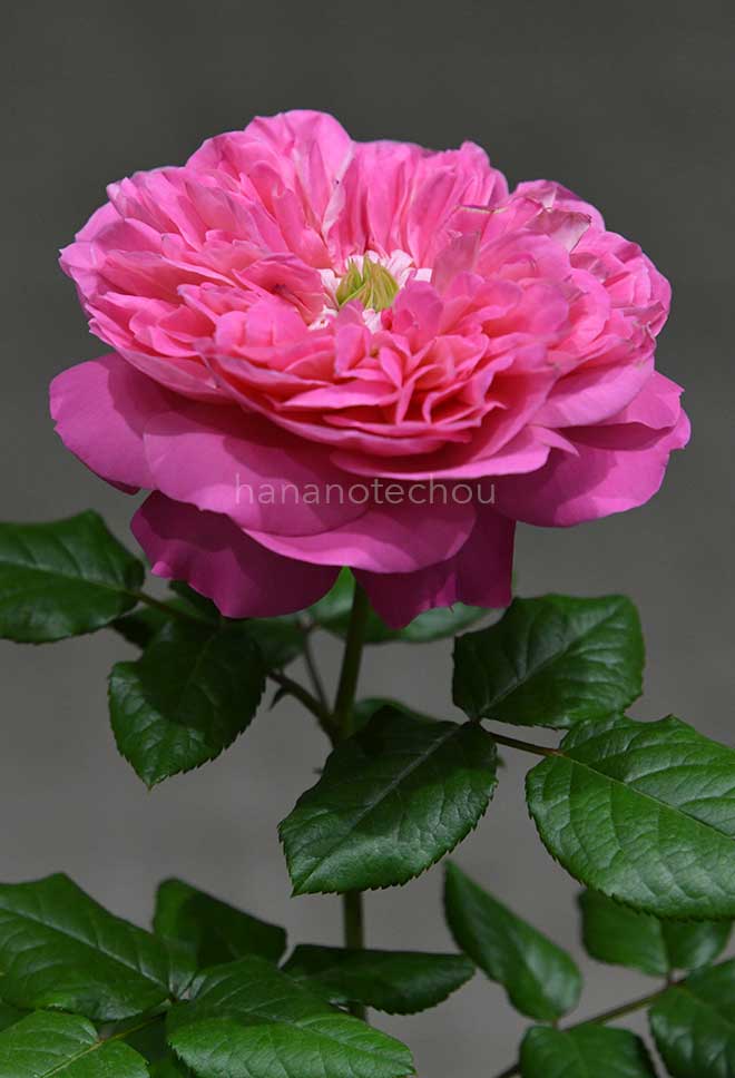 バラ ライオンハート｜花の手帖の薔薇図鑑