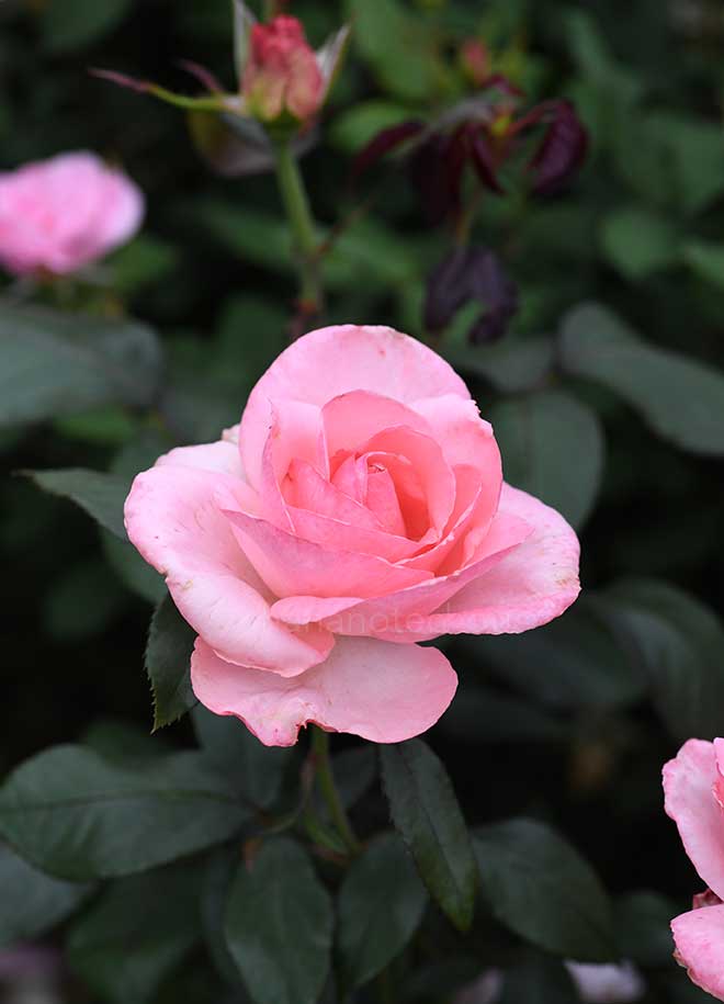 バラ マ ノルマンディ|花の手帖の薔薇図鑑