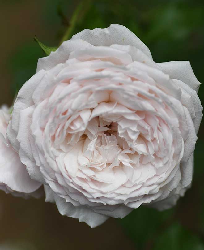 バラ みさき|花の手帖の薔薇図鑑