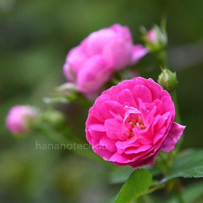 バラ ピンク グリーン アイス|花の手帖の薔薇図鑑