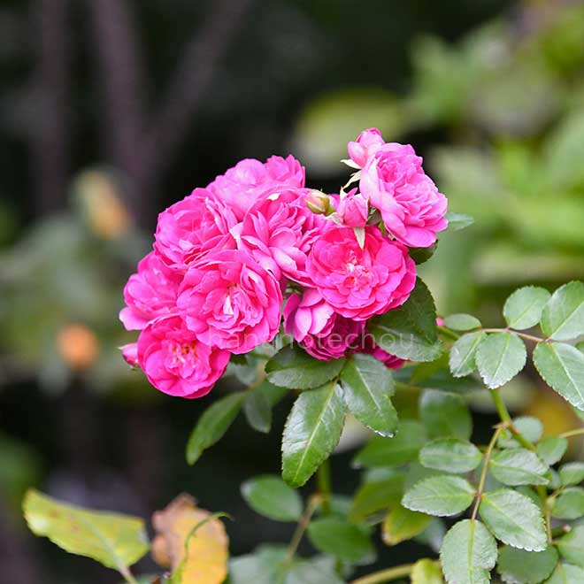 バラ ピンク グリーン アイス|花の手帖の薔薇図鑑