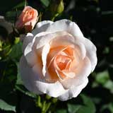 バラ ｜花の手帖の薔薇図鑑