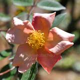 バラ ムタビリス｜花の手帖の薔薇図鑑