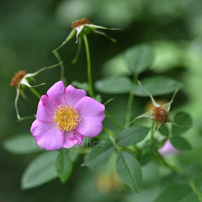 バラ センセーショナル ファンタジー｜花の手帖の薔薇図鑑