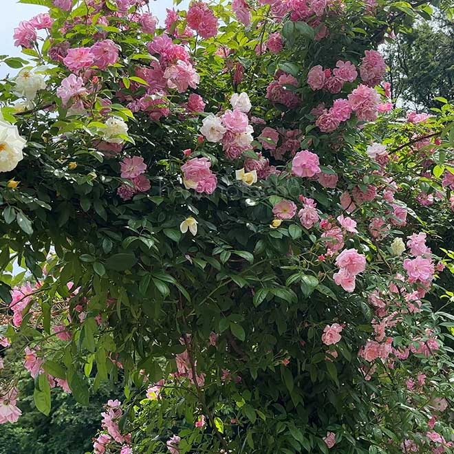 バラ ティーランブラー｜花の手帖の薔薇図鑑