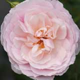 バラ てまり|花の手帖の薔薇図鑑