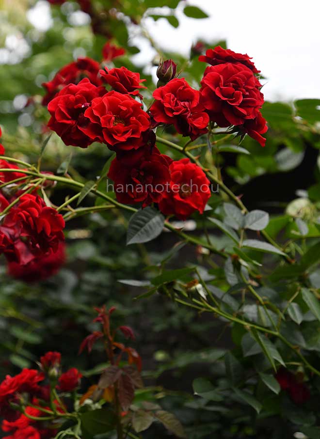 バラ バレンタインデー｜花の手帖の薔薇図鑑