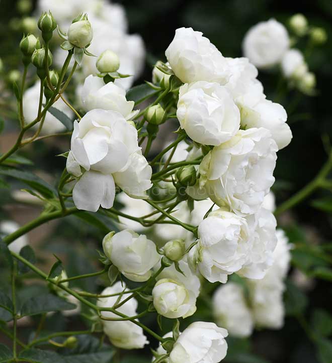 バラ ホワイトコスター|花の手帖の薔薇図鑑