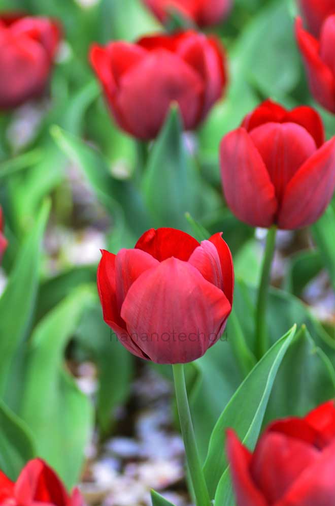 チューリップ パラーダ｜花の手帖のチューリップ図鑑