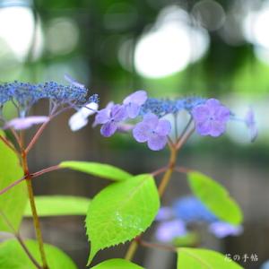 アジサイ　オウミ（青海）｜花の手帖のweb紫陽花図鑑