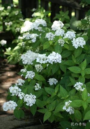 アジサイ ベニデマリ｜花の手帖の紫陽花図鑑