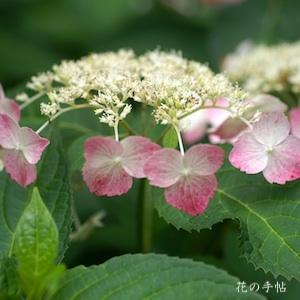アジサイ ベニガクアジサイ｜花の手帖の紫陽花図鑑
