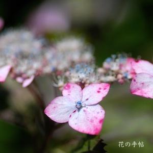 アジサイ ベニツルギ（紅剣）｜花の手帖の紫陽花図鑑