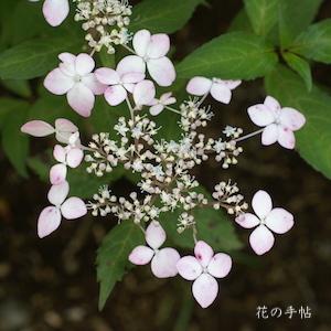 アジサイ ベニツルギ（紅剣）｜花の手帖の紫陽花図鑑