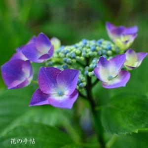 アジサイ ベルクフィンク（Bergfink）｜花の手帖の紫陽花図鑑