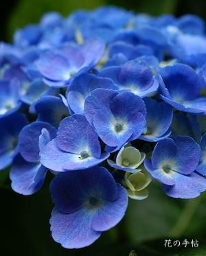 アジサイ　ブルー フレッシュ｜花の手帖の紫陽花図鑑