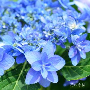 アジサイ　｜花の手帖の紫陽花図鑑
