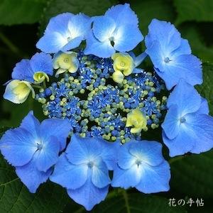 アジサイ　｜花の手帖の紫陽花図鑑