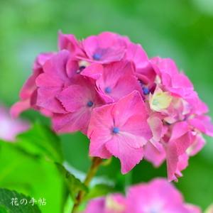 アジサイ　シティーライン パリ （Cityline Paris）｜花の手帖の紫陽花図鑑