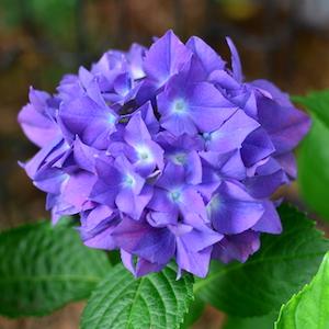 アジサイ　コメット（Commet）｜花の手帖の紫陽花図鑑