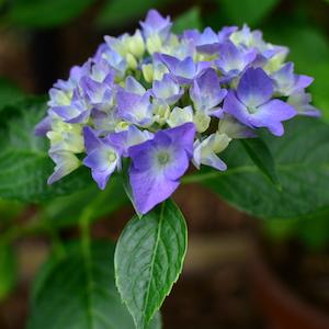 アジサイ　コメット（Commet）｜花の手帖の紫陽花図鑑