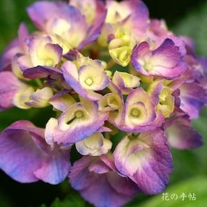 アジサイ　チャーミングピンクアキヨ｜花の手帖の紫陽花図鑑