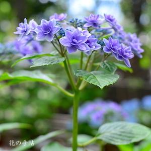 アジサイ　｜花の手帖の紫陽花図鑑