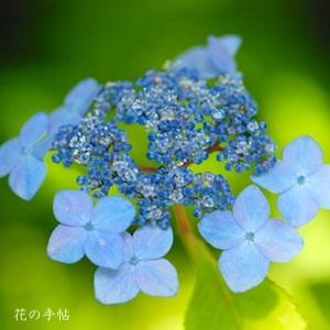 アジサイ　ダイセン（大山）｜花の手帖の紫陽花図鑑